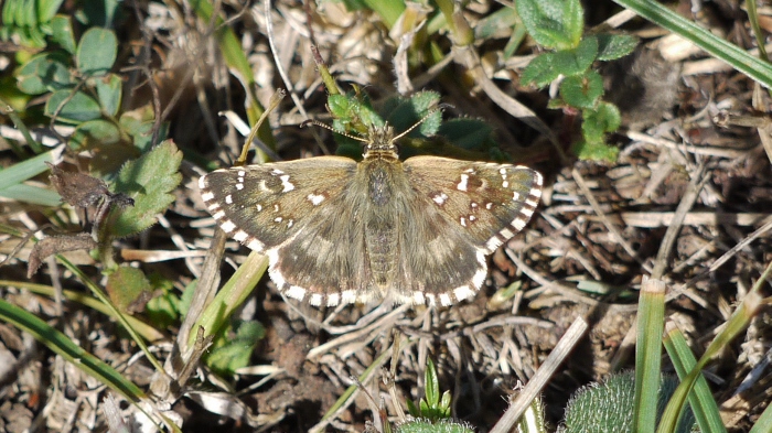 Pyrgus armoricanus?